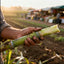 Graines de canne à sucre SweetHarvest pour le jardinage à domicile