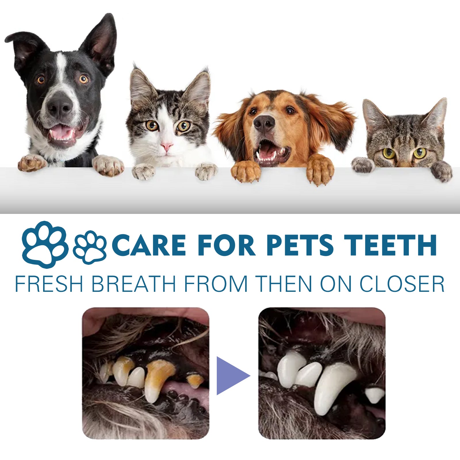 Pet Oral Cleaning Spray, Cats And Dogs Remove Tartar And Bad Breath Fresh Mouth Care Spray - Korvel