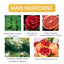 Rose Pheromone Perfume, Lasting Fragrance Portable Men And Women For Couples Adult Light Fragrancey - Korvel