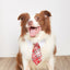 New British style handsome Christmas dog collar Christmas pet tie - Korvel