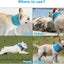 Dog Cooling Bandana Ice Pet Cooling Collar for Hiking Traveling Pet Supplies - Korvel