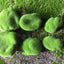 Mossy Stone Artificial Green Stone Arrangement