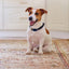G12 Suivi GPS Intelligent pour Animaux de Compagnie : Collier Étanche Anti-Perte