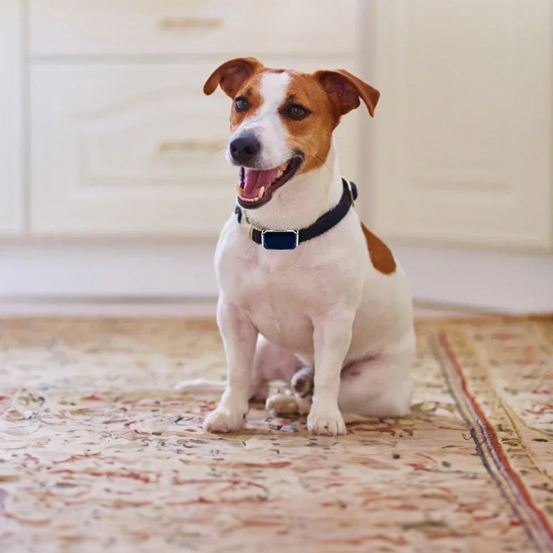 G12 Suivi GPS Intelligent pour Animaux de Compagnie : Collier Étanche Anti-Perte