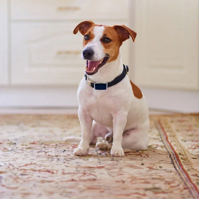 G12 Smart GPS Pet Tracker: Waterproof Anti-Loss Collar