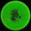 Disque de golf Nocturnal Flex Mustang
