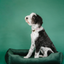 Lit pour chien en velours luxueux avec nid d'oiseau en vert émeraude