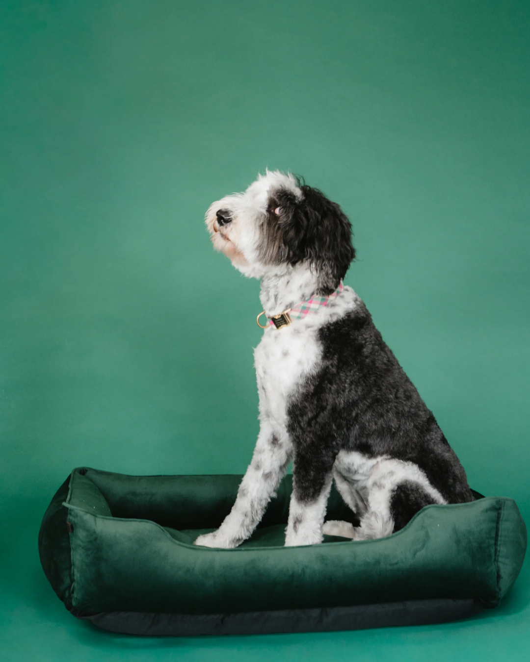 Lit pour chien en velours luxueux avec nid d'oiseau en vert émeraude