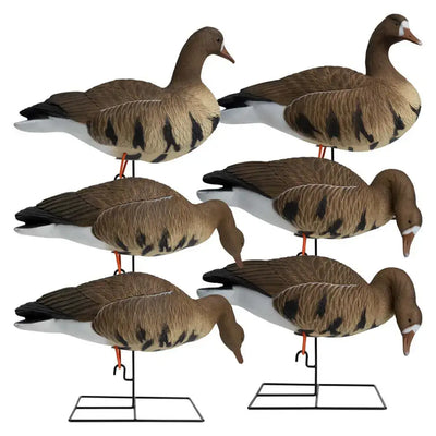 Ultimate Rugged Series Full Body Specklebelly Goose Decoys - 6 Pack - Korvel