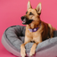 Lit pour chien douillet et enroulé