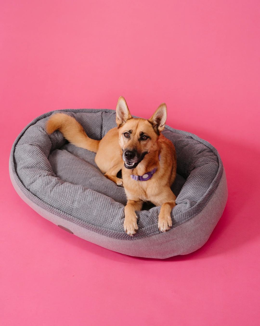 Lit pour chien douillet et enroulé