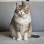 Coussin décoratif Snuggle Kitty