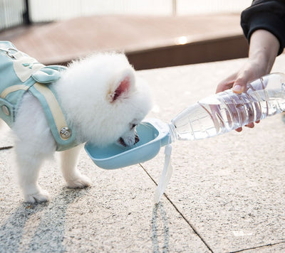 Bouteille d'eau portable Teddy pour animaux de compagnie