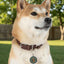 Political Parody Pet Tag - Bestest Dog