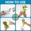 Vanilla vegetable fresh-keeping box pressure resistant fresh-keeping device creative fresh-keeping cup - Korvel