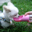 Bouteille d'eau portable pour chien - Distributeur de voyage léger