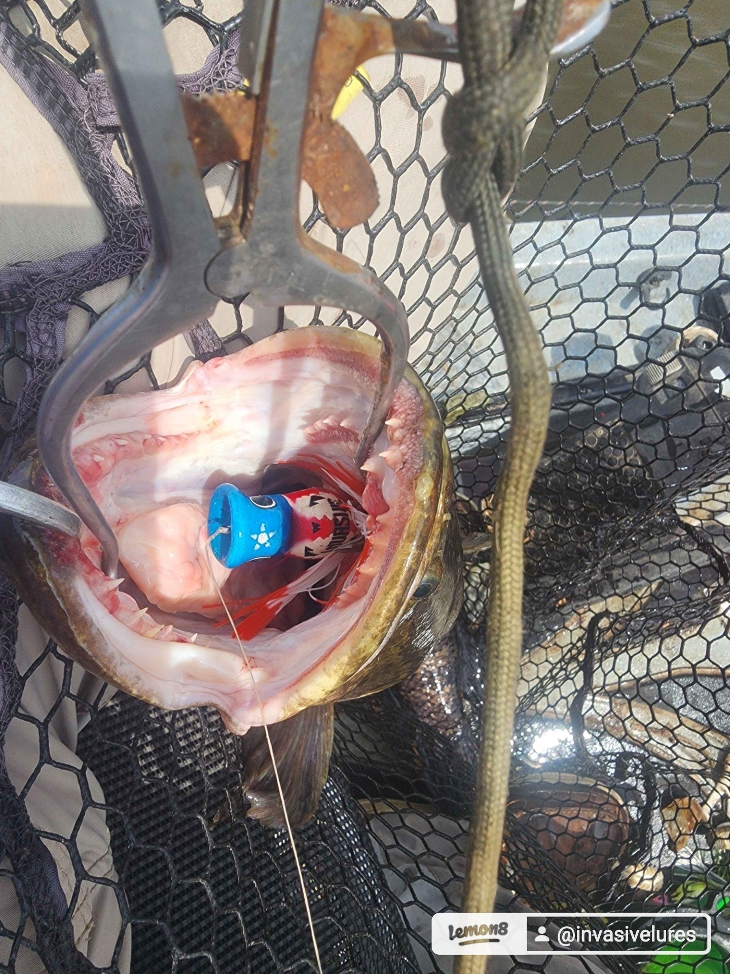 CHUGGERKNOT Premium Popping Frog