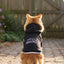 Mildly Hostile Cat Hoodie – Black