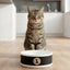 Black Ceramic Pet Bowl with Cat Accepted Emblem
