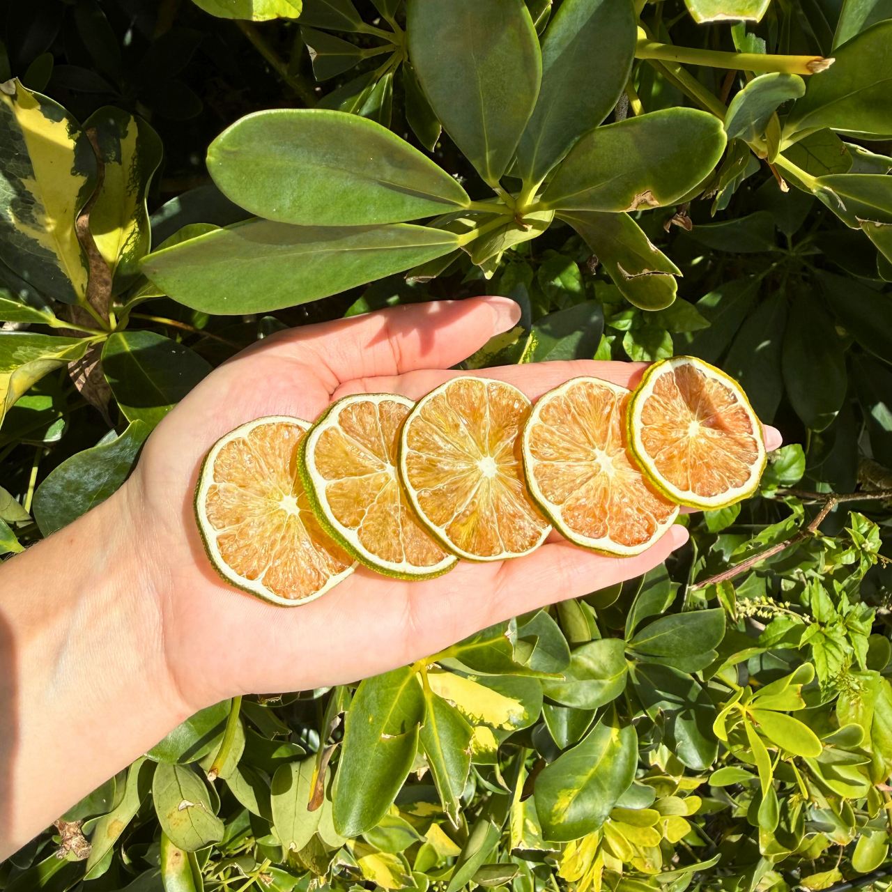Tranches de citron vert déshydratées pour le bar et la décoration