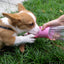 Bouteille d'eau portable pour chien - Distributeur de voyage léger