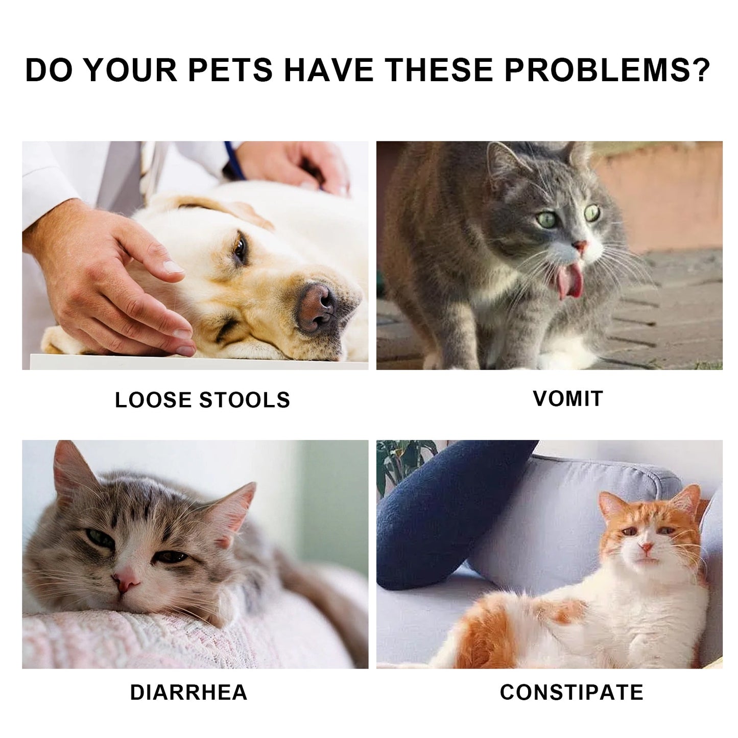 Gouttes de soutien immunitaire premium pour chats et chiens