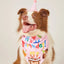 Dog Happy Birthday Decoration Dog Costume Hats Bowknot Bandana Neckerchief Bibs Banners Party Cat Dog Pets Accessories Perros - Korvel