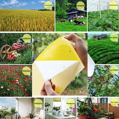 Double sidedStrong Flies Traps Bugs Sticky Board Catching Aphid Insects Killer fly Control Whitefly Thrip Leafminer Glue Sticker - Korvel