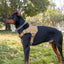 Gilet tactique premium pour grandes races
