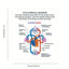 Tarjetas Didácticas AnatoLearn - Set de Estudio de Anatomía Humana de 21 Piezas
