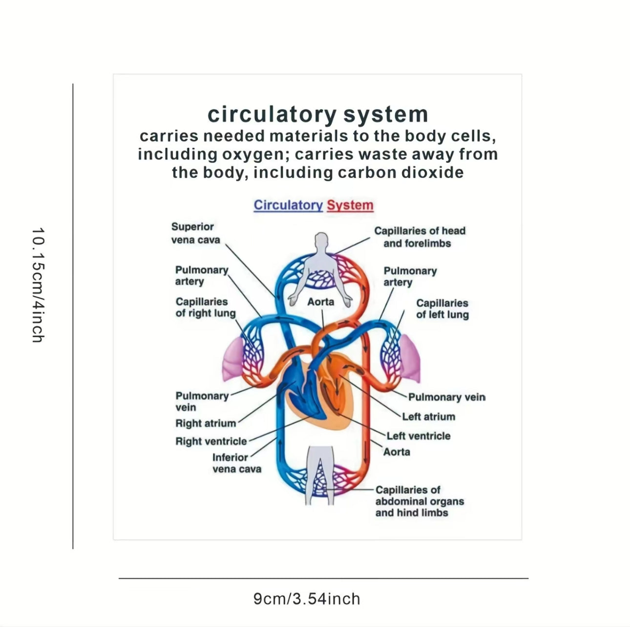 Tarjetas Didácticas AnatoLearn - Set de Estudio de Anatomía Humana de 21 Piezas