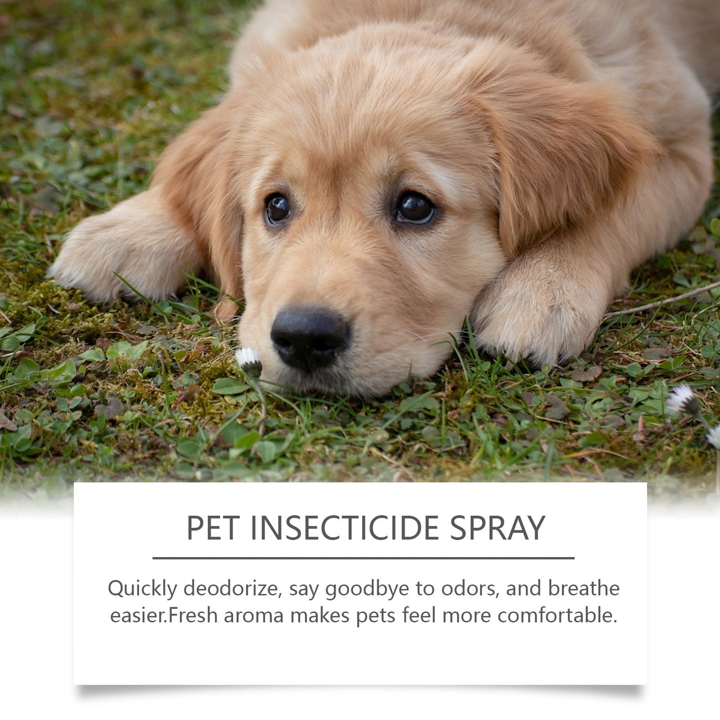 Pet Deodorant Spray, Cat And Dog Flea Liquid Deodorant Body Deodorant Spray - Korvel