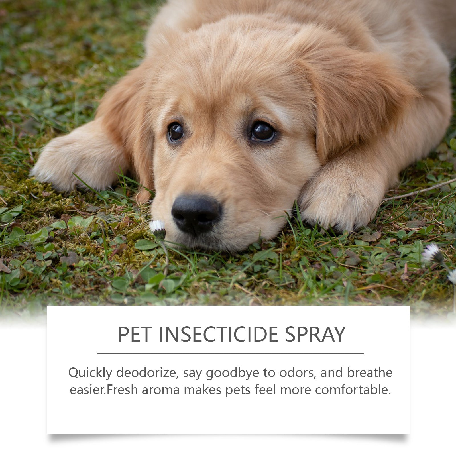 Pet Deodorant Spray, Cat And Dog Flea Liquid Deodorant Body Deodorant Spray - Korvel