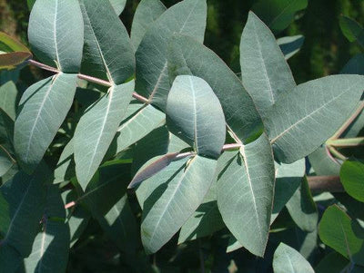 Teinture d'Eucalyptus PhytoLab 30ml