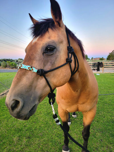 Cassidy Premium Halter with Beaded Noseband - Korvel