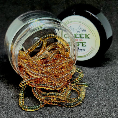 0.5" Micro Maggot Fly Larvae - The Enigmatic Apple Maggot - Korvel