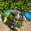 Super Lucky Duck Animator V2 - Enhanced Motion Decoy System - Korvel