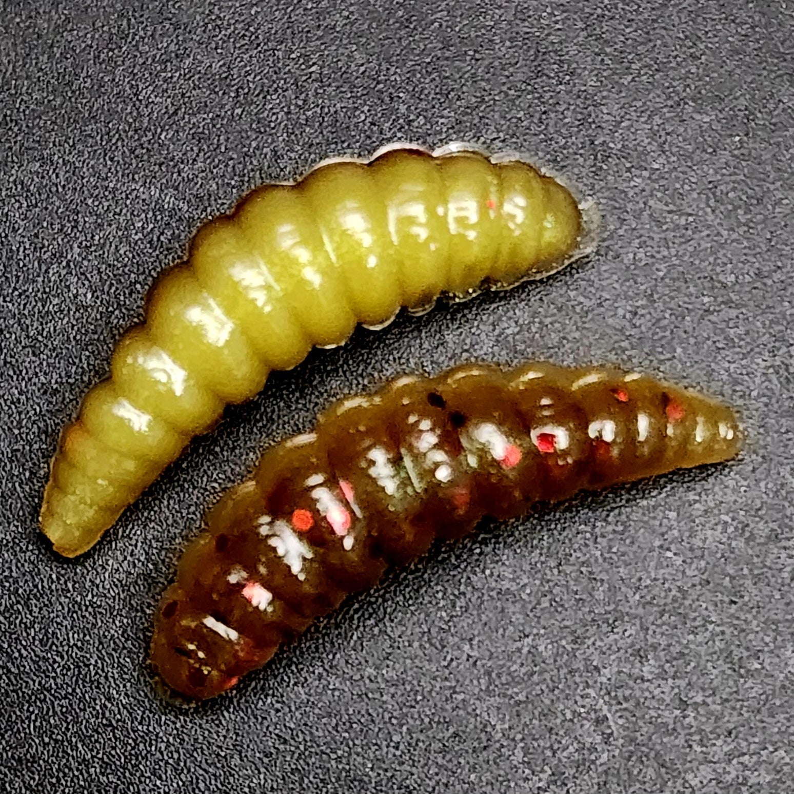 1" Waxworm Lure - The Legendary Tater Bug - Korvel