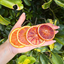 Tranches d'orange sanguine déshydratées pour bar et décoration