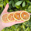 Dehydrated Lemon Slices for Bar & Decor