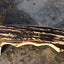 Premium Handcrafted 1095 High Carbon Steel Survival Knife - Korvel