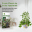 Garden Plant Trellis, Home Wooden Geometric Molding Decorative Support Flower Arrangements Climbing Pergola - Korvel