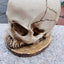 Decorative Halloween sculptures flower pots mummies creative crafts meditation skeletons - Korvel