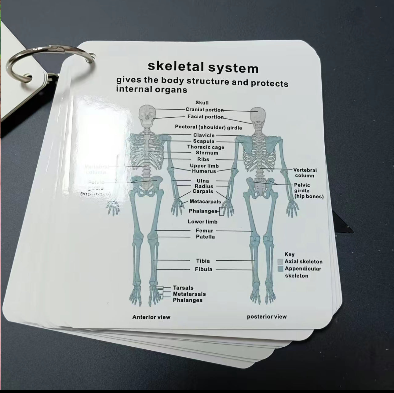 Tarjetas Didácticas AnatoLearn - Set de Estudio de Anatomía Humana de 21 Piezas