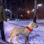 Collar LED para Perros GBruno USB - Visibilidad Nocturna Mejorada