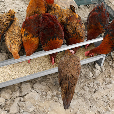 Premium Metal Chicken Feeder with Drainage Holes - Silver