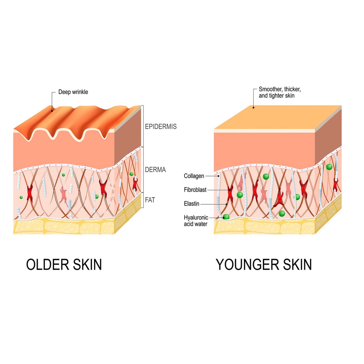 Deep Cleansing Anti-Wrinkle Serum, Facial Skin Smoothing Fine Lines Hydrating Firming And Care Serum - Korvel