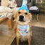 2Pcs/Set Dog Hat Bib Dog Birthday Bandana Scarf Adjustable Bandana Neckerchief Cat Dog Birthday Bib Hat Pet Supplies - Korvel