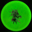 Disque de golf Nocturnal Flex Mustang