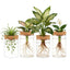Ensemble de 4 stations de propagation en verre pour plantes d'intérieur